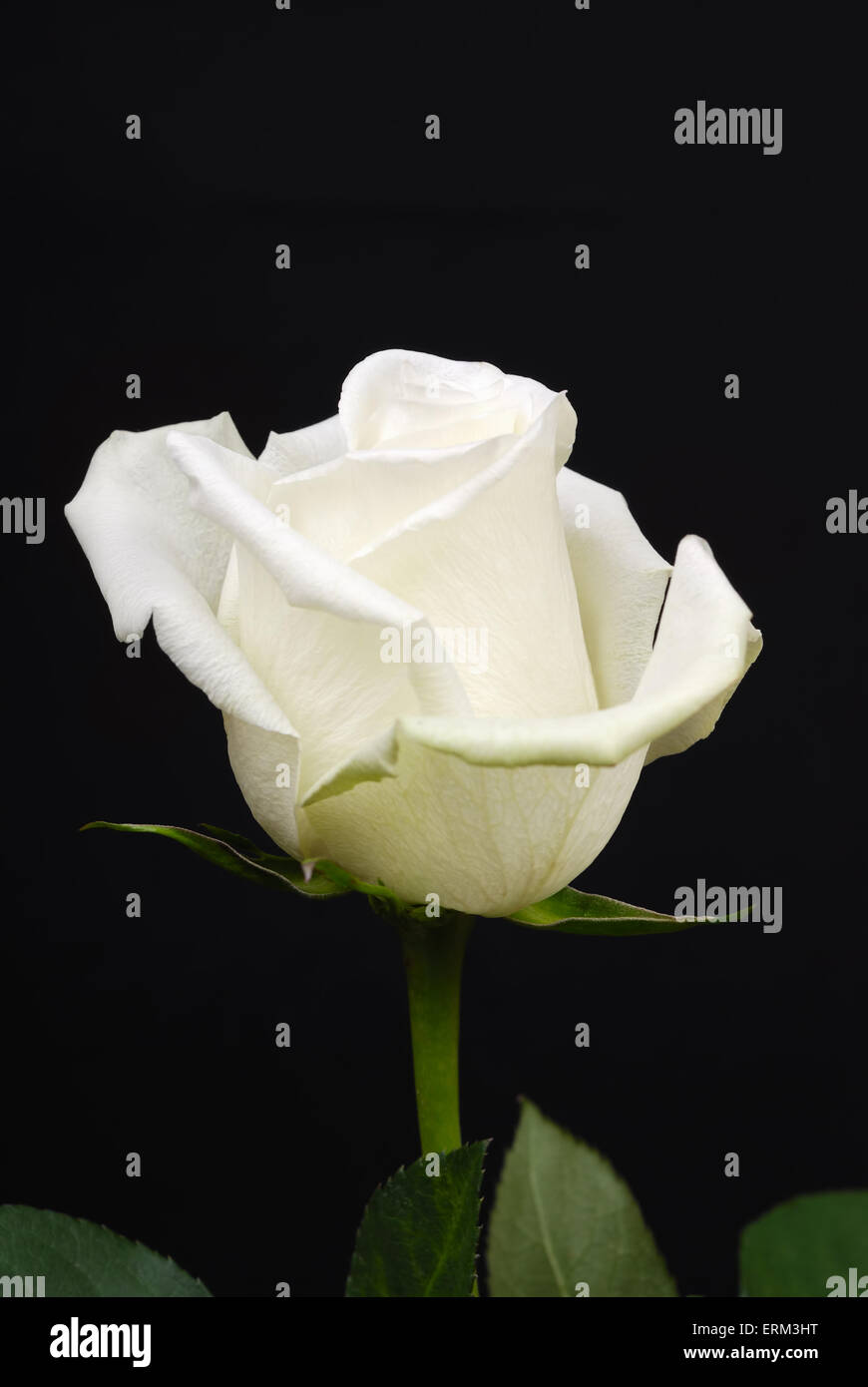 The white rose isolated on black background Stock Photo - Alamy