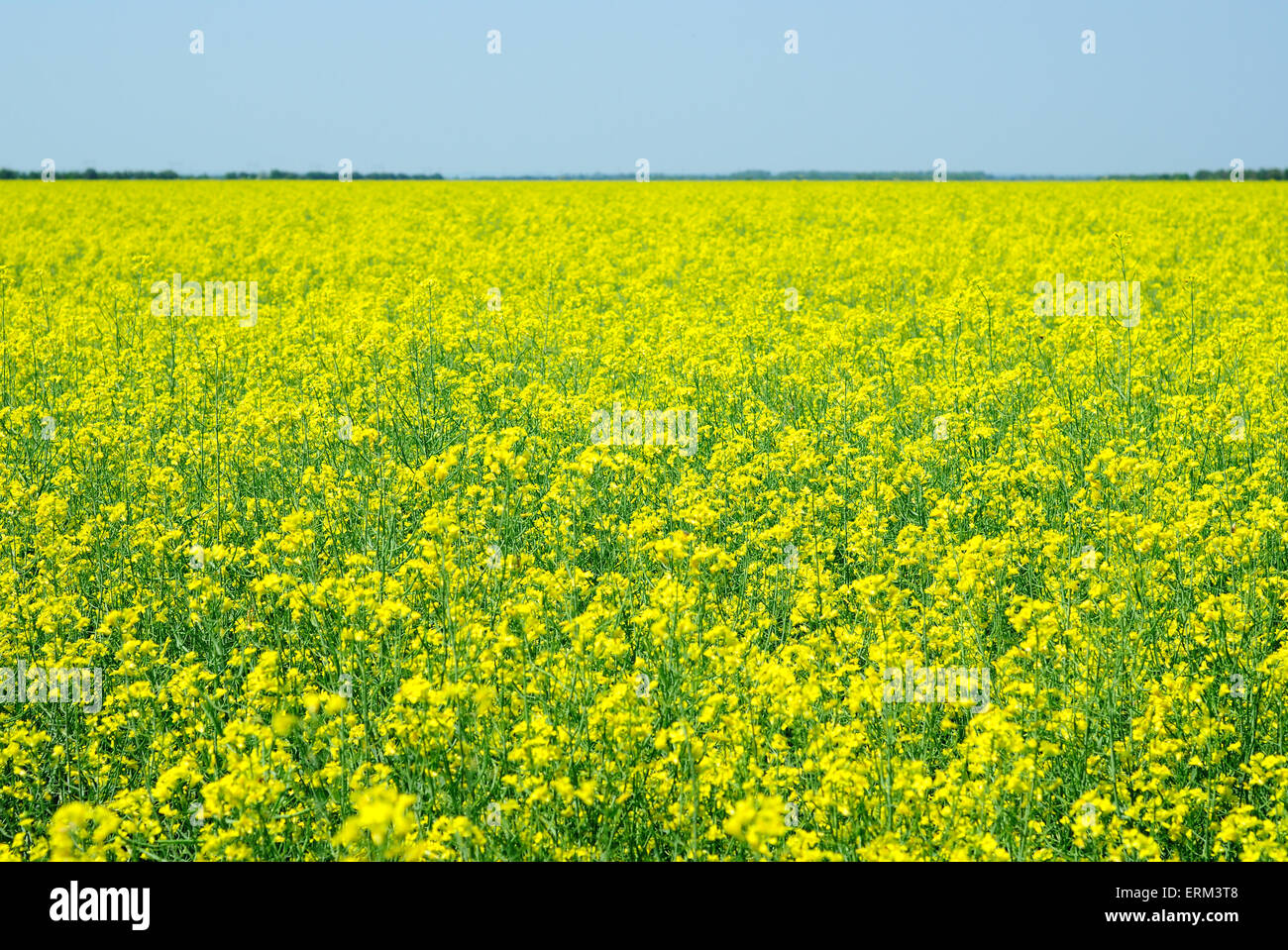 Rape seed field in summer with blue sky and trees on horizon Stock ...