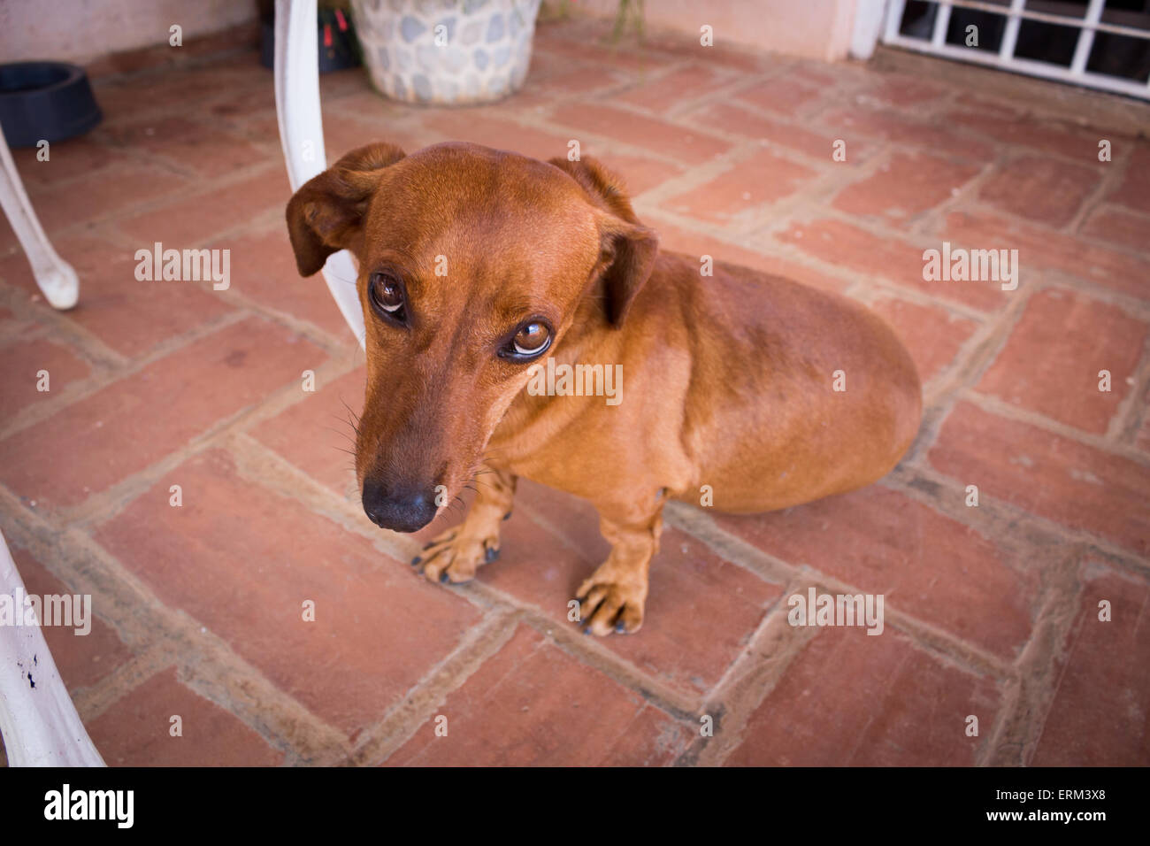 Portrait of a Dachshund looking shy into camera Stock Photo