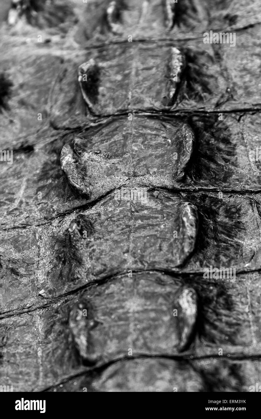 American Alligator (Alligator mississippiensis) skin close up in the Florida Everglades Stock Photo