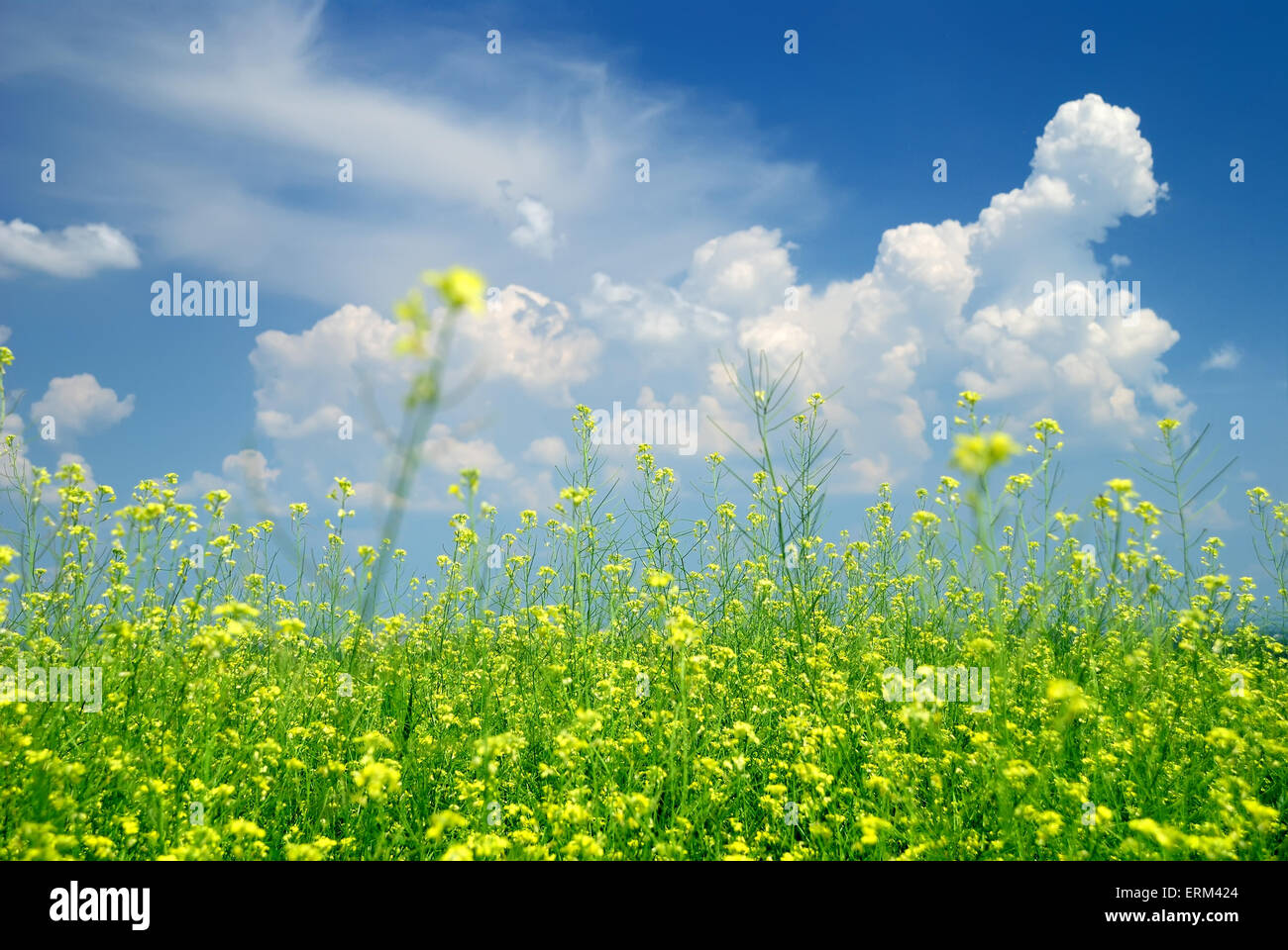 Rape seed field in summer with blue sky Stock Photo - Alamy