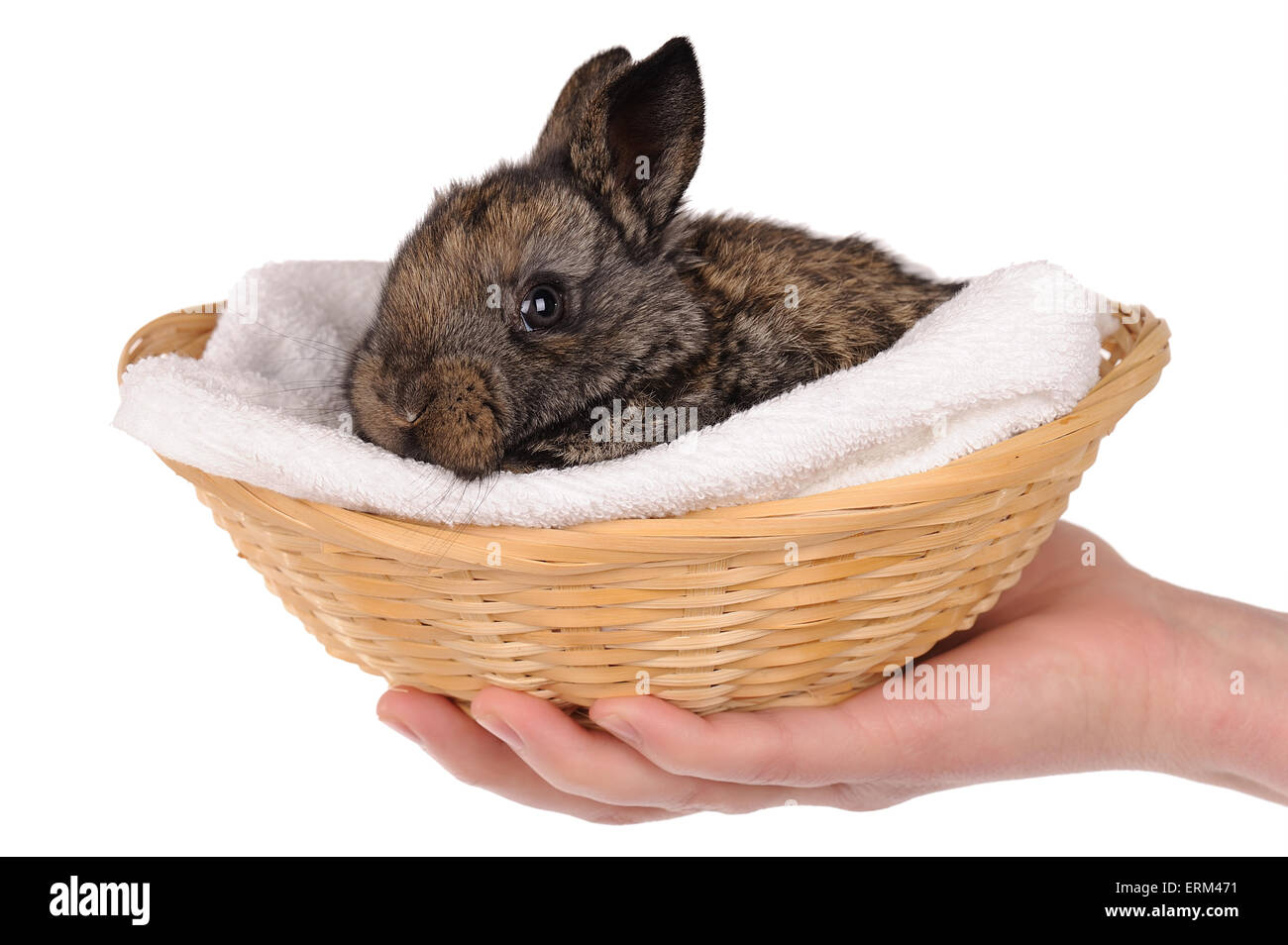 Cute rabbit in wicker Cut Out Stock Images & Pictures - Alamy