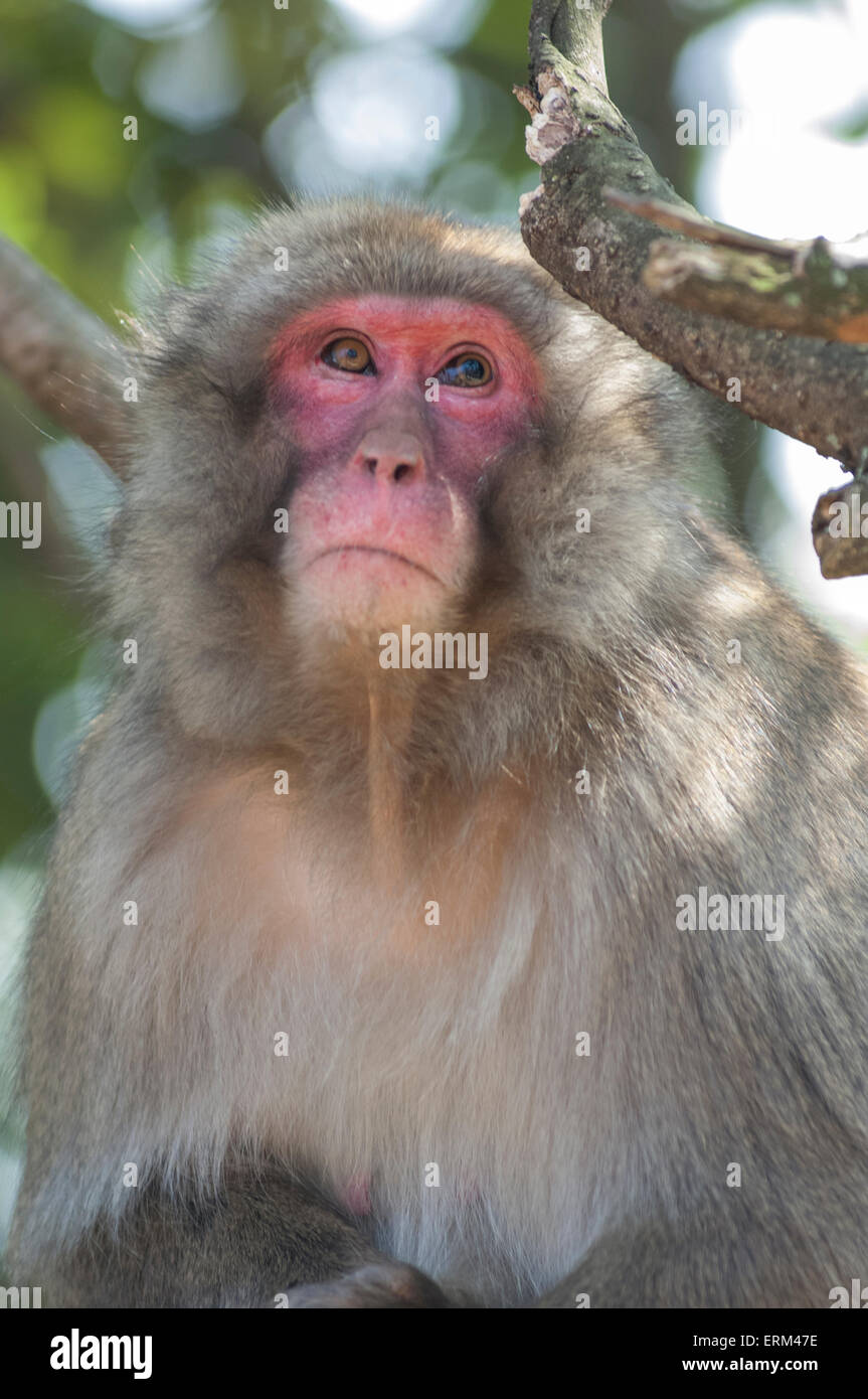 Macaque japan urban hi-res stock photography and images - Alamy