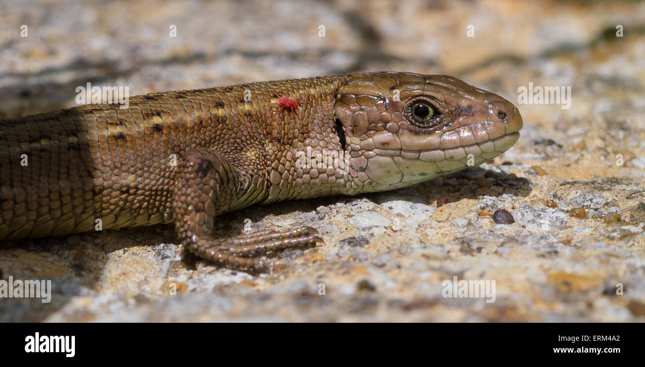 A red spider mite walks over the neck of a basking common lizard on a wall in a garden in England Stock Photo