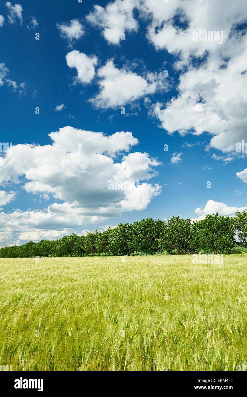 wheat field and blue sky summer landscape Stock Photo - Alamy