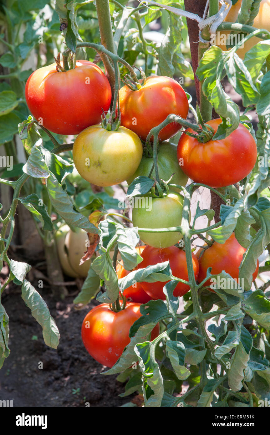 Tomato plant with red and green tomatoes - outdoor photo Stock Photo ...