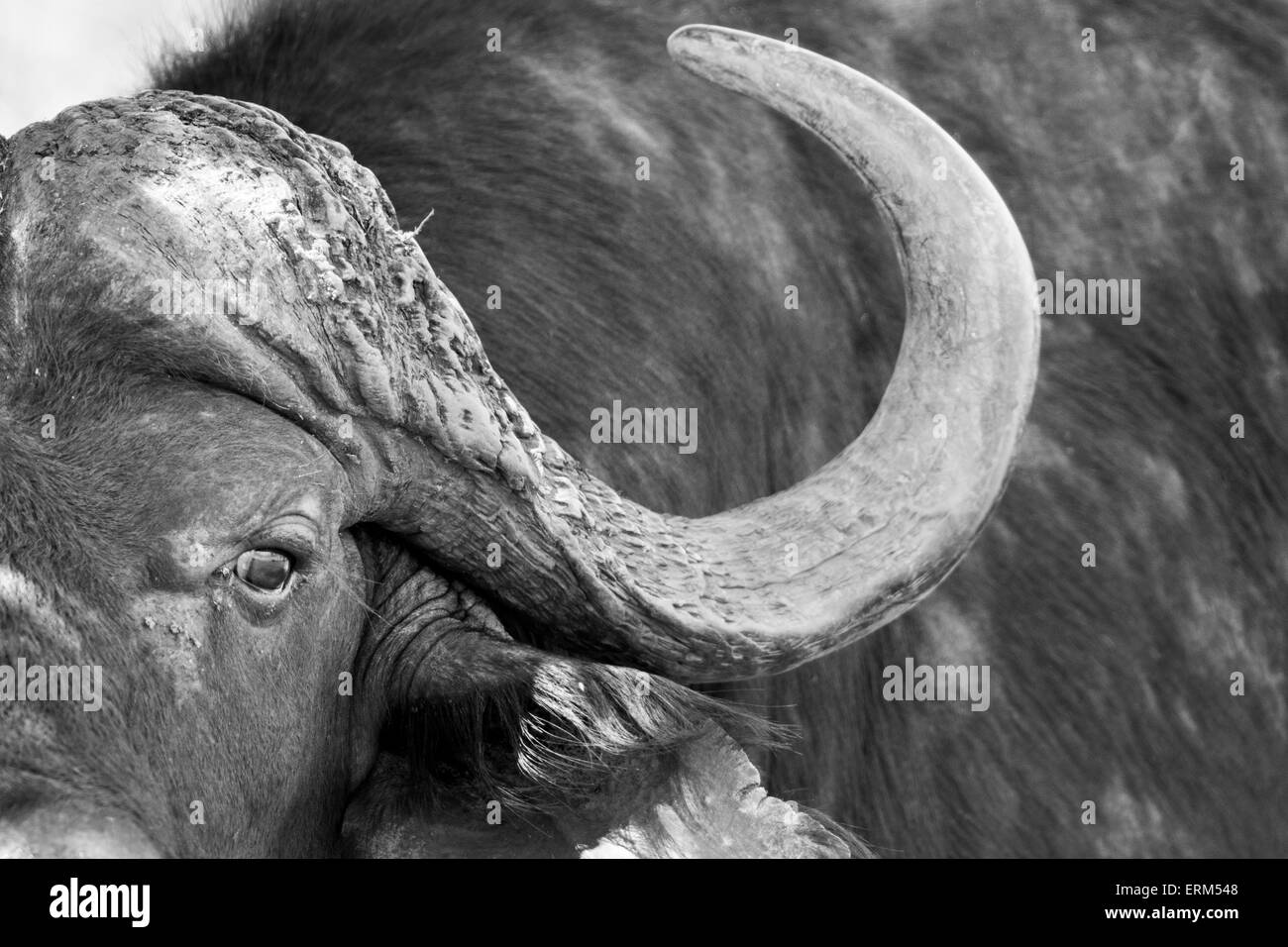 South Africa, Kruger National Park, Close-up view of Cape Buffalo (Syncerus caffer) in shallow stream on summer afternoon Stock Photo