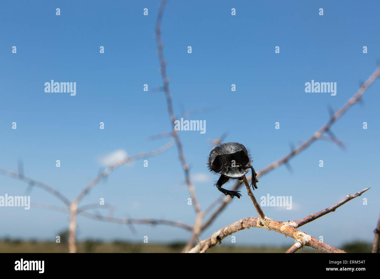 Scarebeus Scarabeus sp hi-res stock photography and images - Alamy