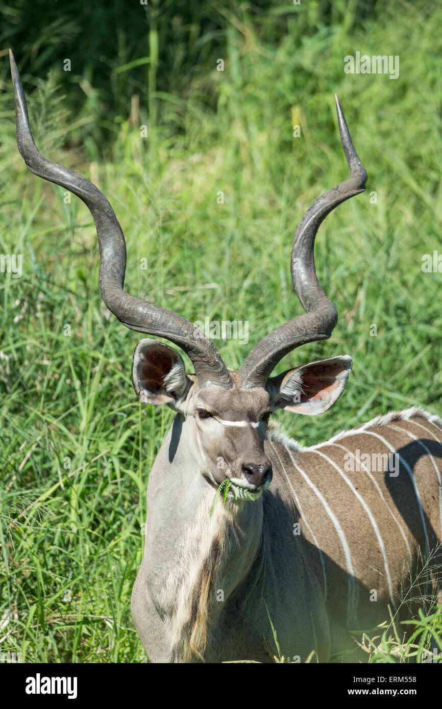 Mpumalanga Province Hi Res Stock Photography And Images Alamy