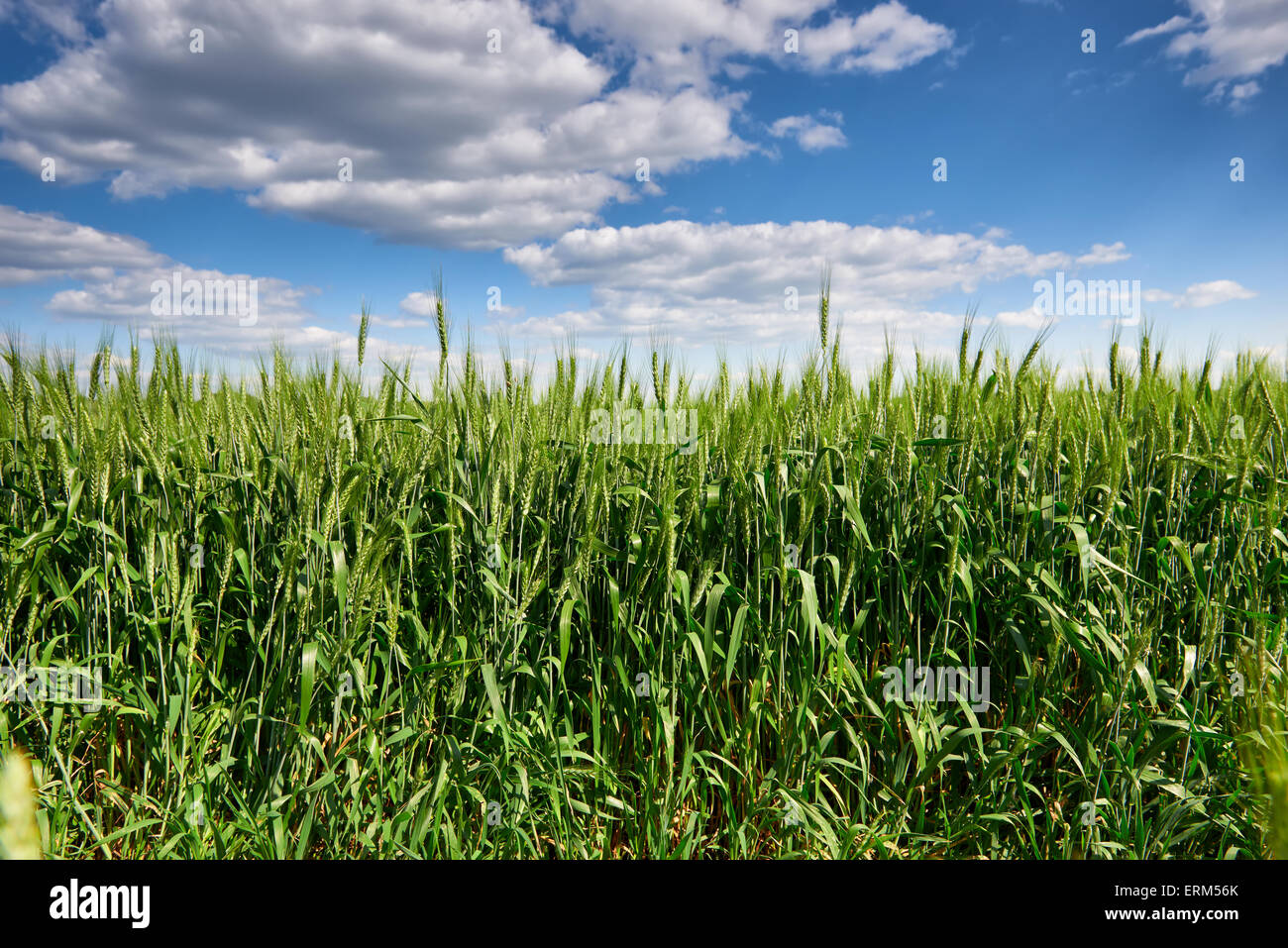 wheat field and blue sky summer landscape Stock Photo - Alamy