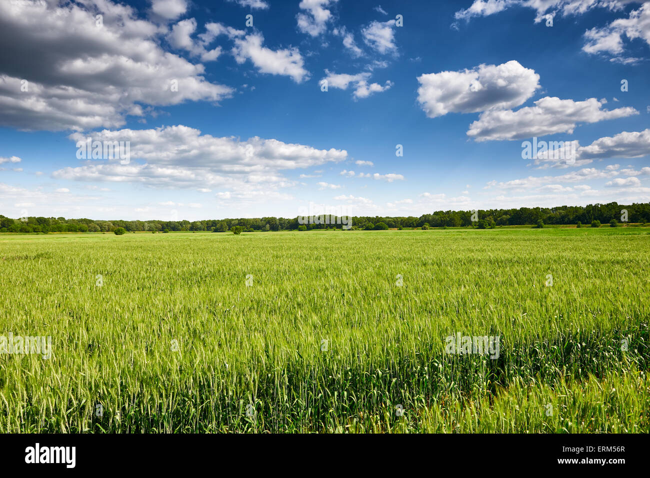 wheat field and blue sky summer landscape Stock Photo - Alamy