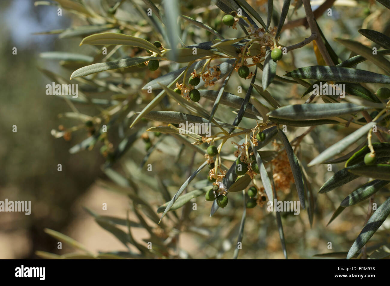Olive trees give their first fruits Stock Photo Alamy