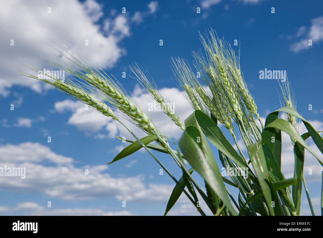 wheat field and blue sky summer landscape Stock Photo - Alamy