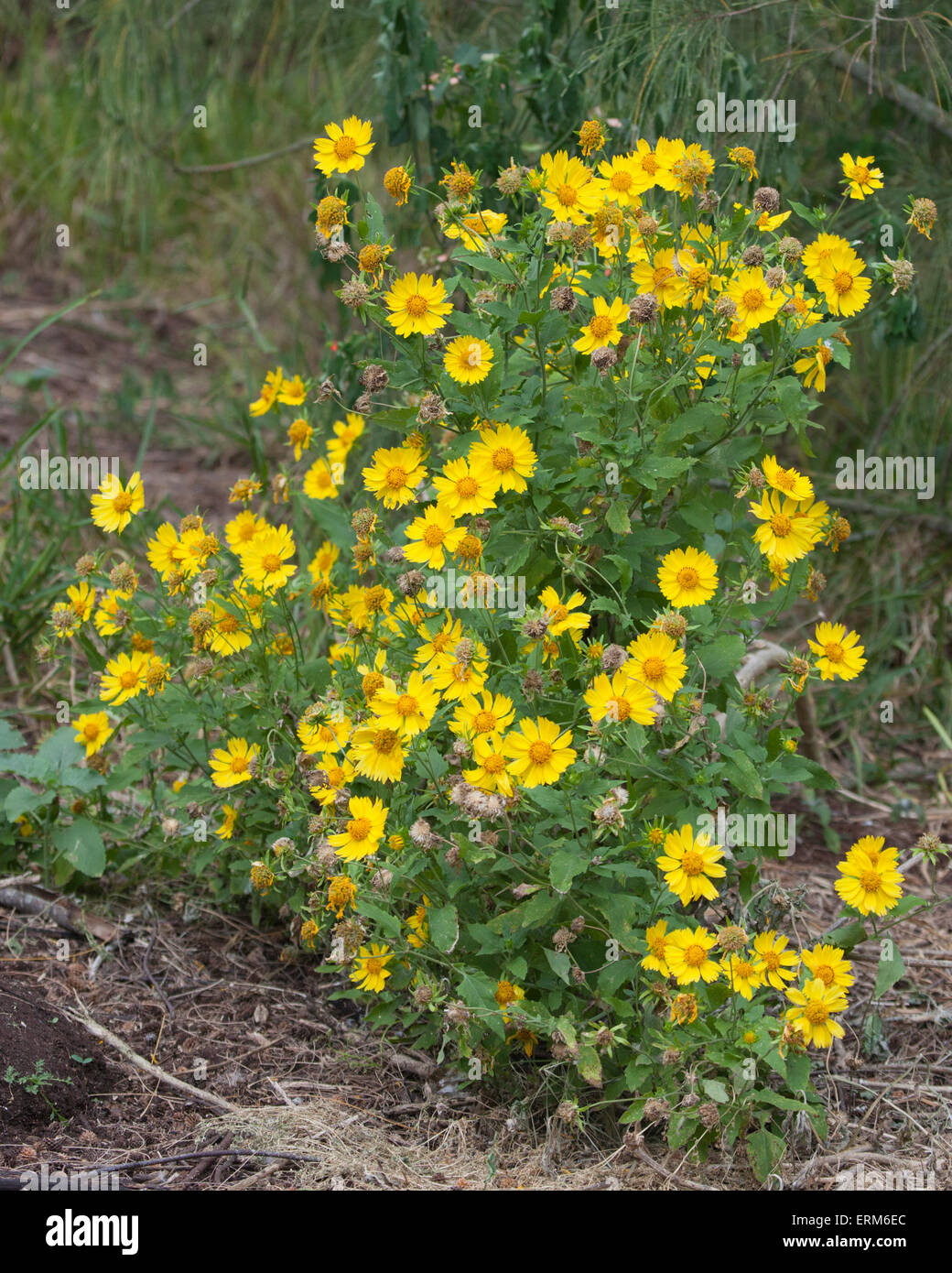 Golden Crownbeard flowers (Verbesina encelioides) Stock Photo