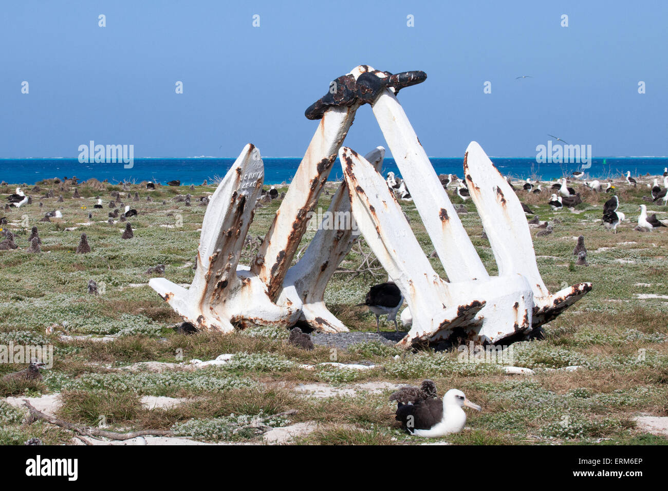 Old anchor in Laysan Albatross colony, Battle of Midway 