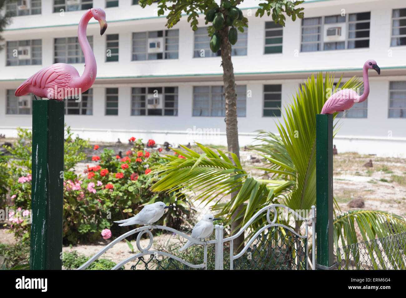 Pair of white terns (Gygis alba rothschildi) and pair of plastic pink flamingos on gate in front of Charlie Barracks on Midway Atoll Stock Photo