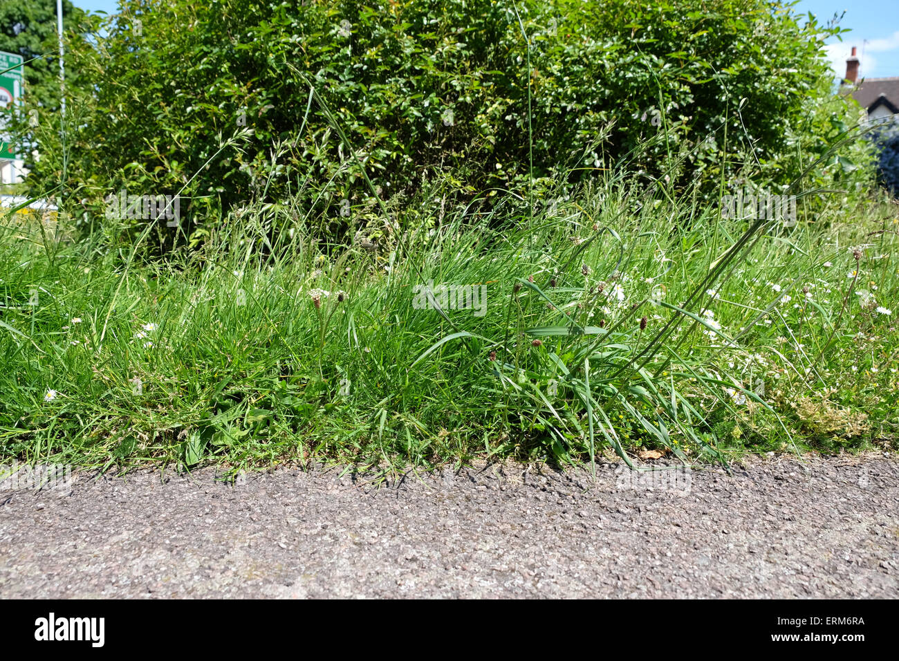 Overgrown grass verges along leicester road in loughborough Stock Photo