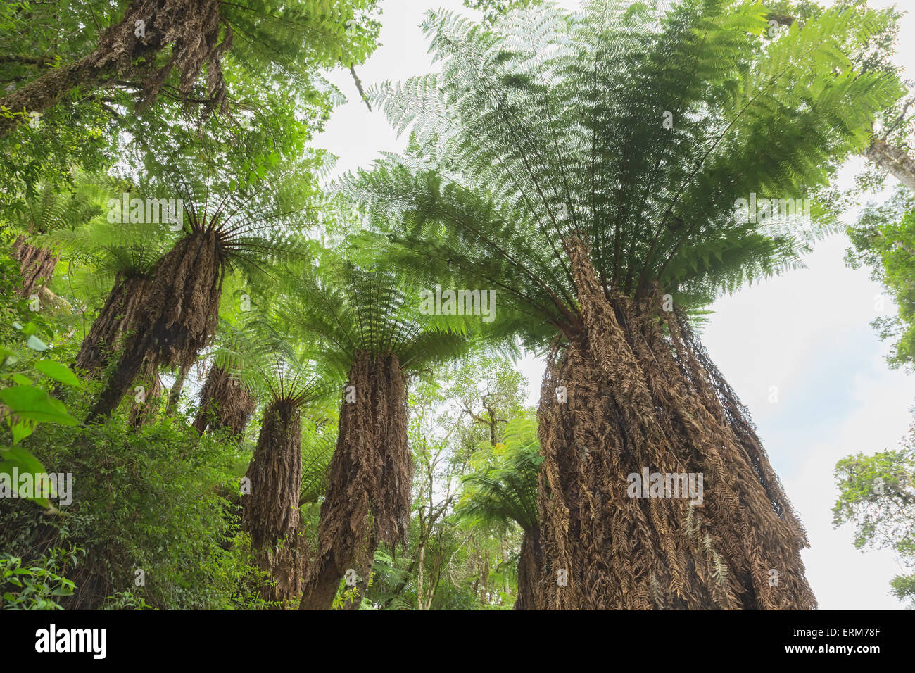 Giant tree ferns in the Amboro National Park, Bolivia Stock Photo