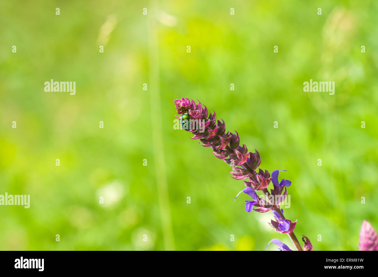 Salvia (sage) in a wild field at summer season Stock Photo