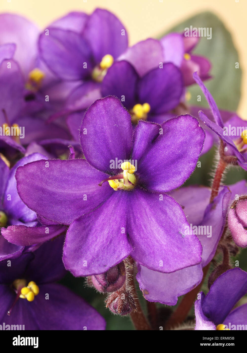 Saintpaulias, commonly known as African violet Stock Photo