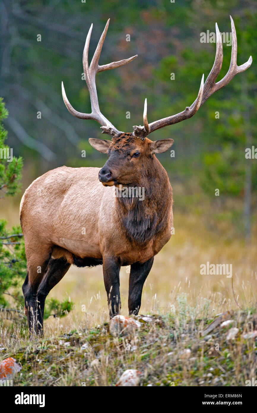 Wapiti Elk Bull standing in forest clearing,Rocky Mountains, Canada Stock Photo