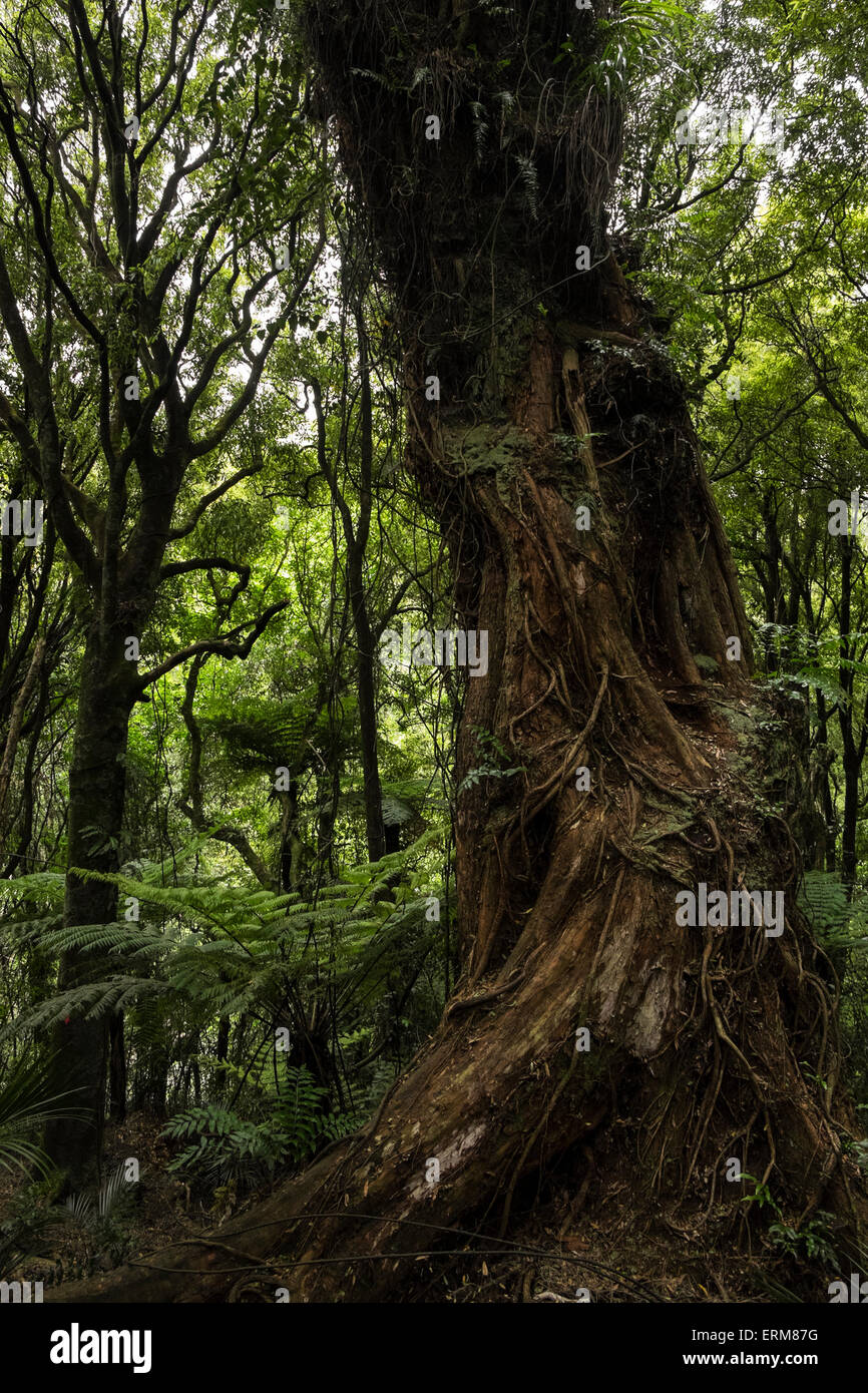 Northern Rata in the Manawatu Gorge, New Zealand Stock Photo - Alamy