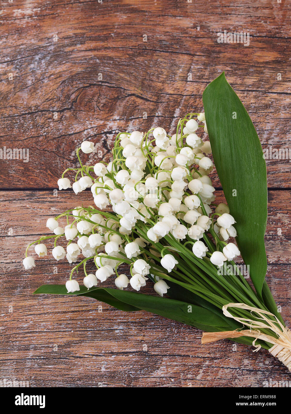 Beautiful lily of the valley flowers Stock Photo - Alamy