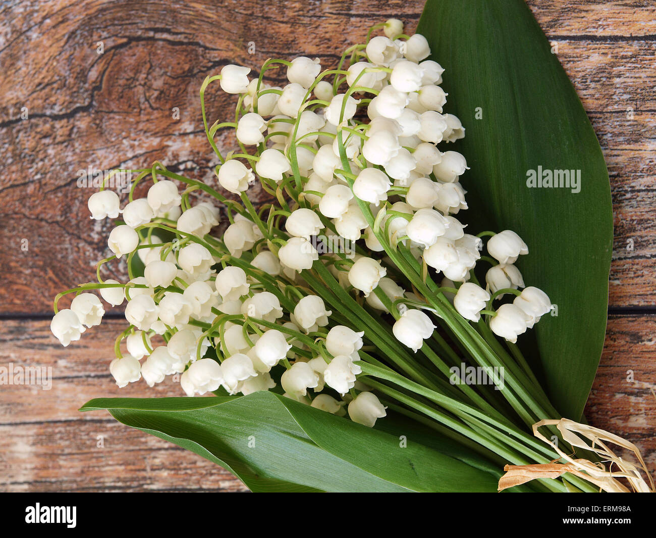 Beautiful lily of the valley flowers Stock Photo - Alamy