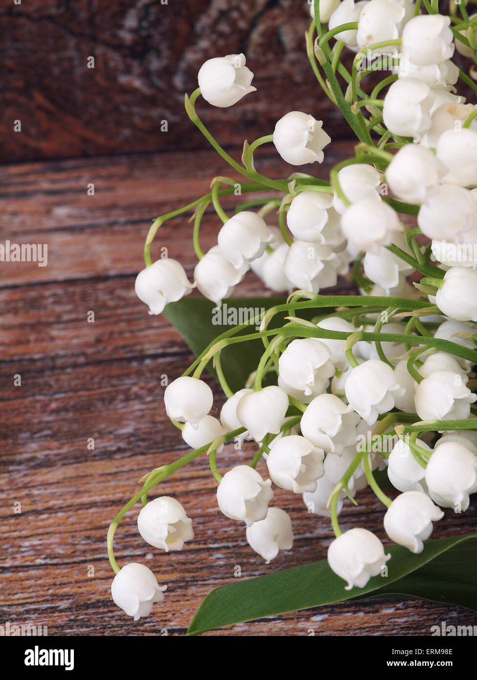 Beautiful lily of the valley flowers Stock Photo - Alamy