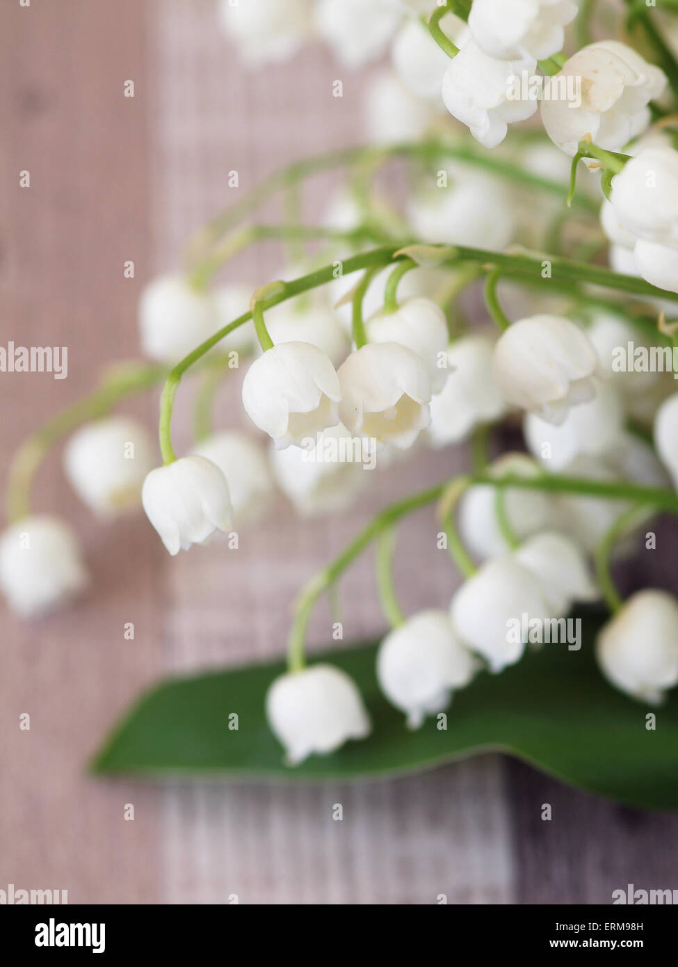 Beautiful lily of the valley flowers Stock Photo - Alamy