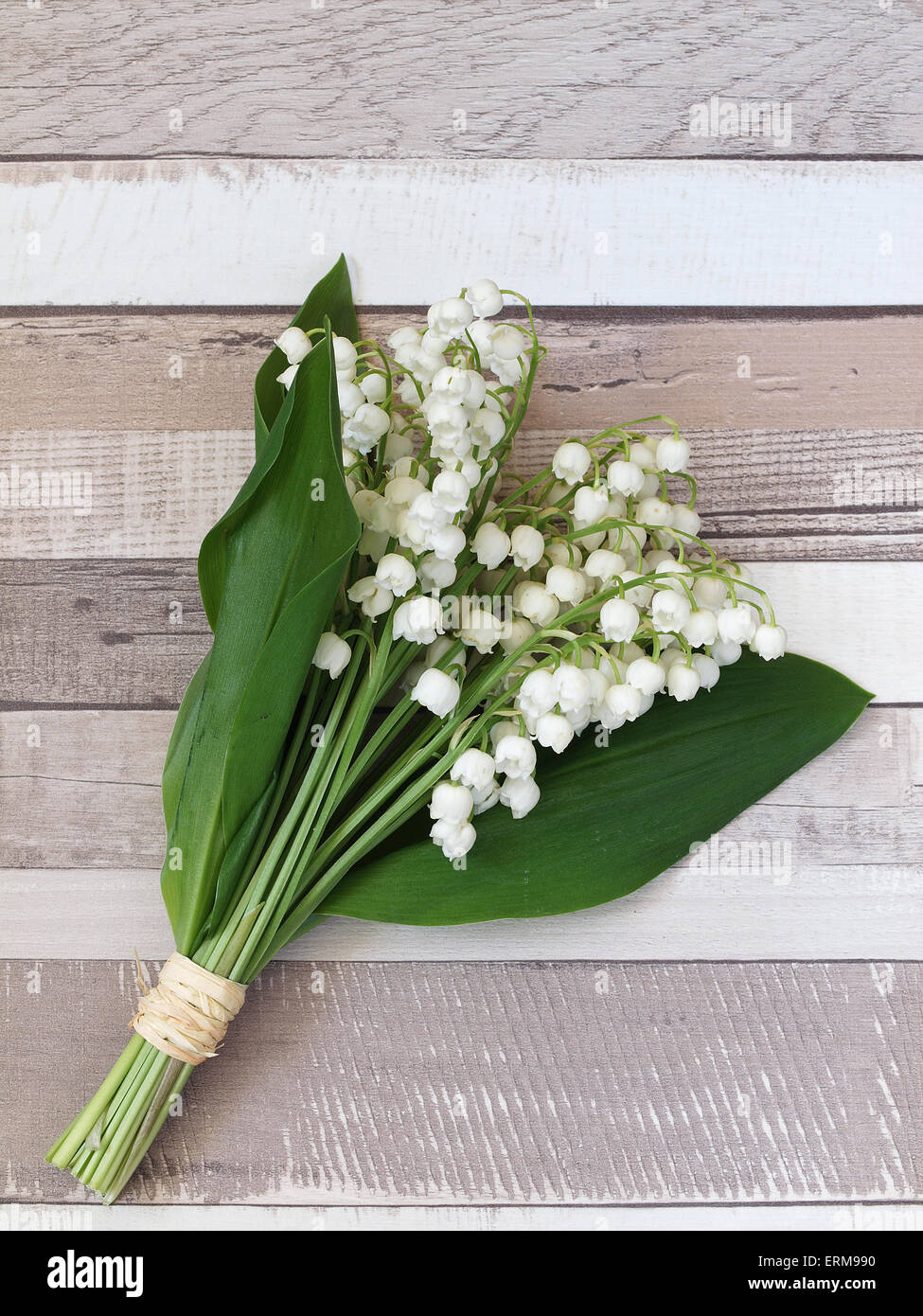 Beautiful lily of the valley flowers Stock Photo - Alamy