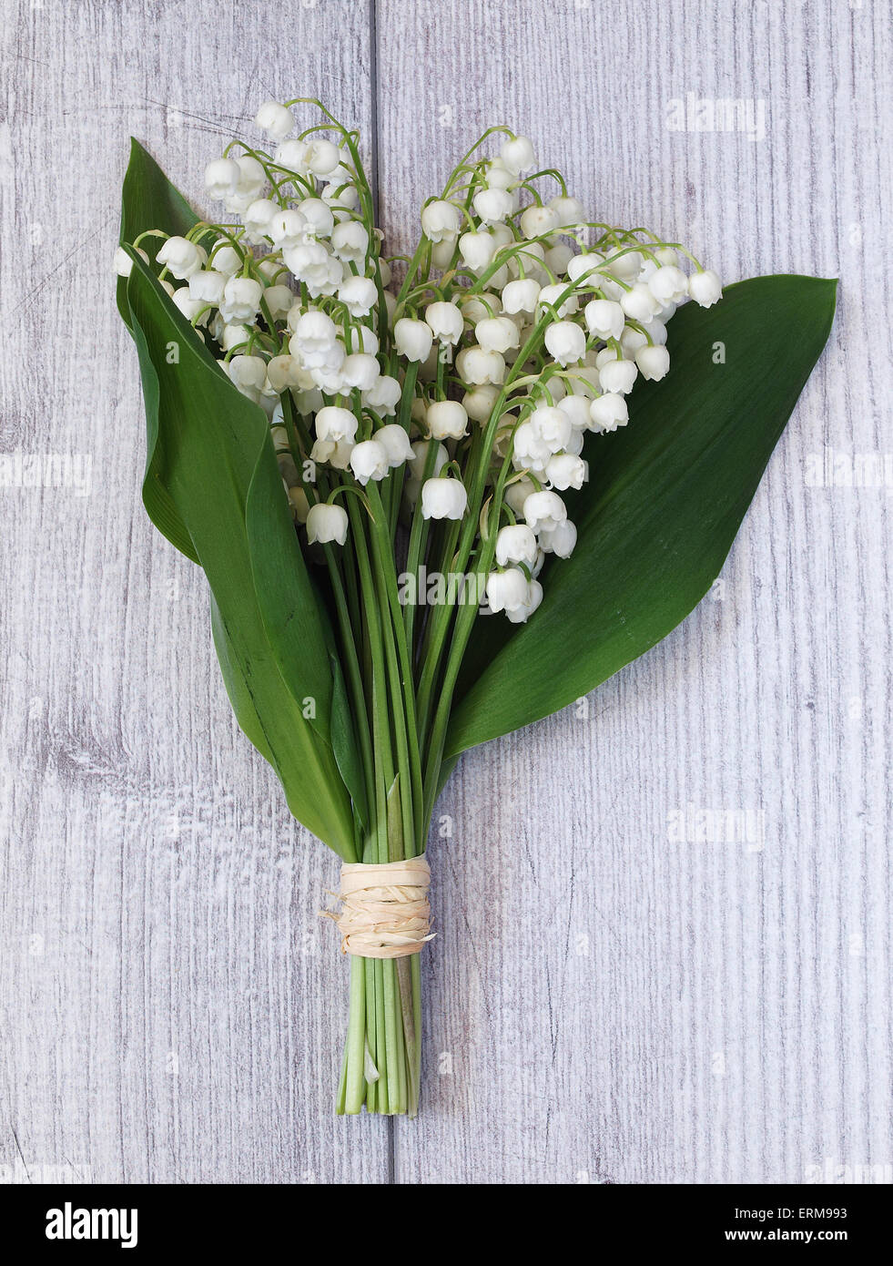 Beautiful lily of the valley flowers Stock Photo - Alamy