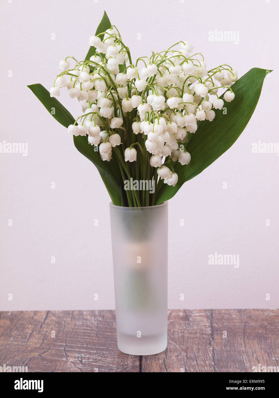 Beautiful lily of the valley flowers Stock Photo - Alamy