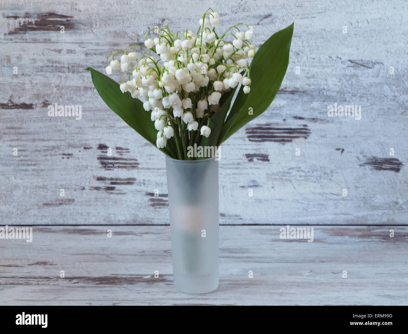 Beautiful lily of the valley flowers Stock Photo - Alamy