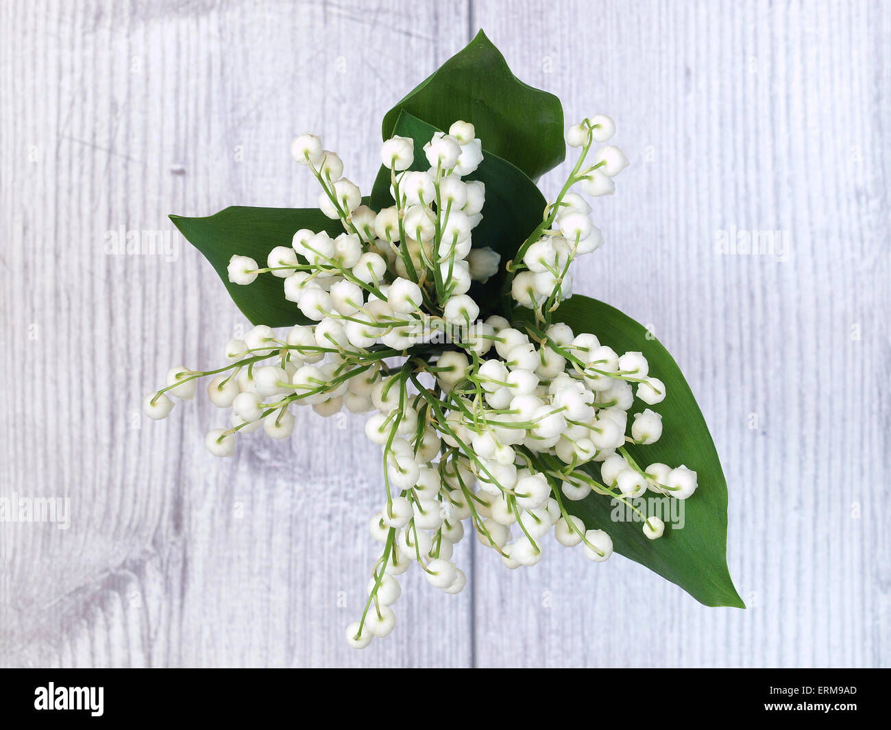 Beautiful lily of the valley flowers Stock Photo - Alamy