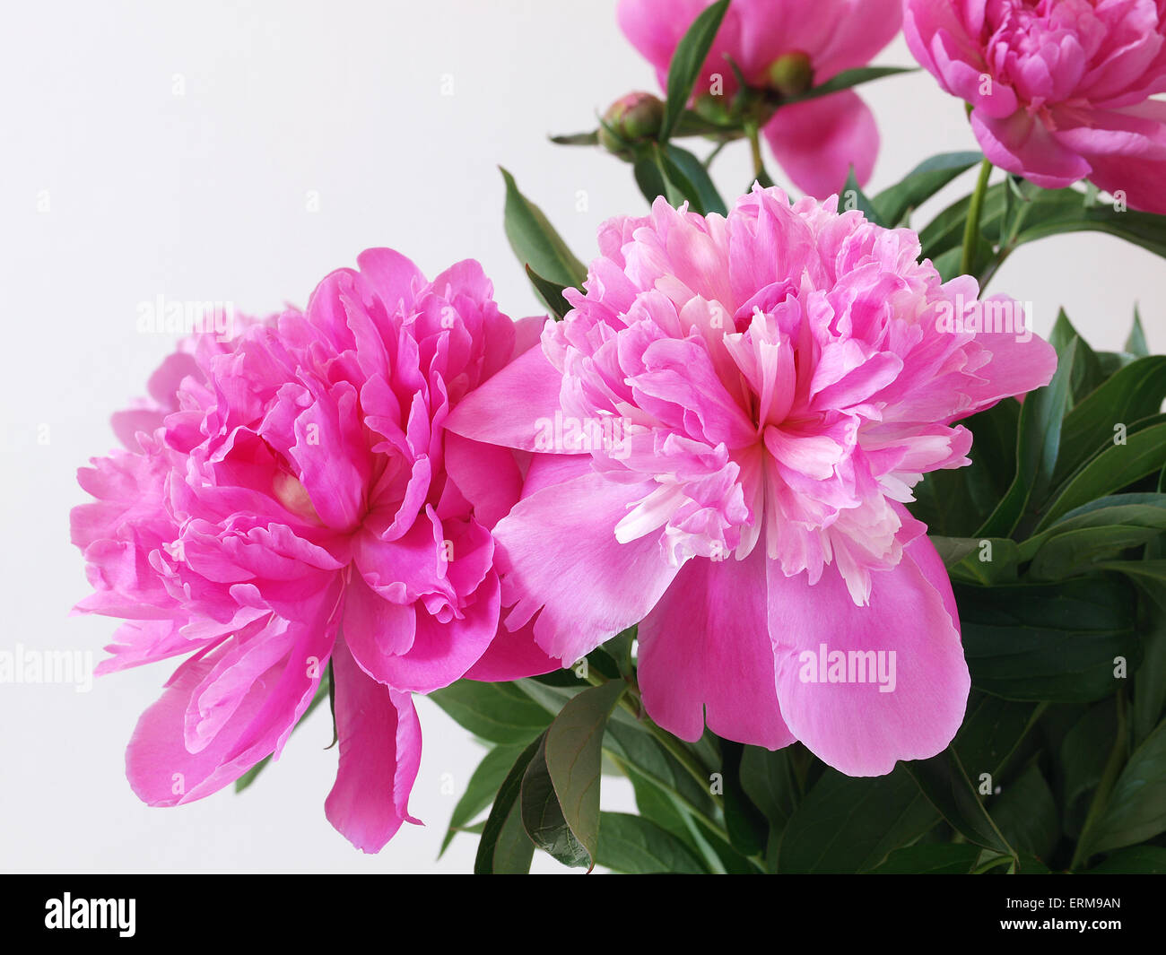 Peony flowers Stock Photo