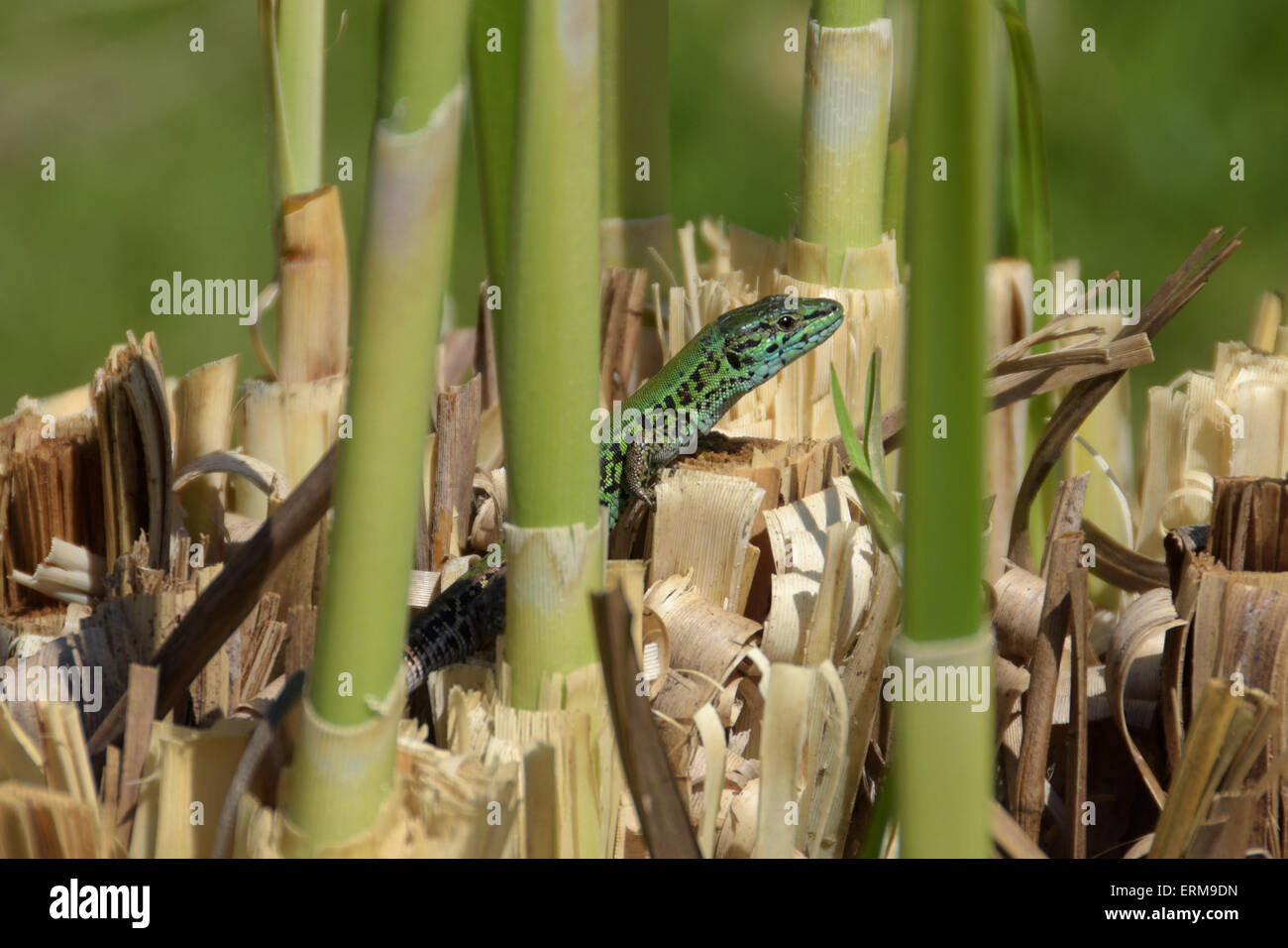 Small green lizard reptile enjoying the sunshine on marshes plant roots. Stock Photo