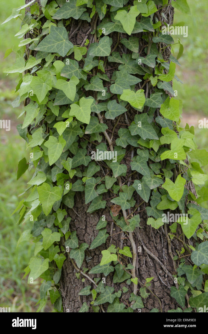 Green ivy plant creeping on tree trunk. Nature background. Stock Photo