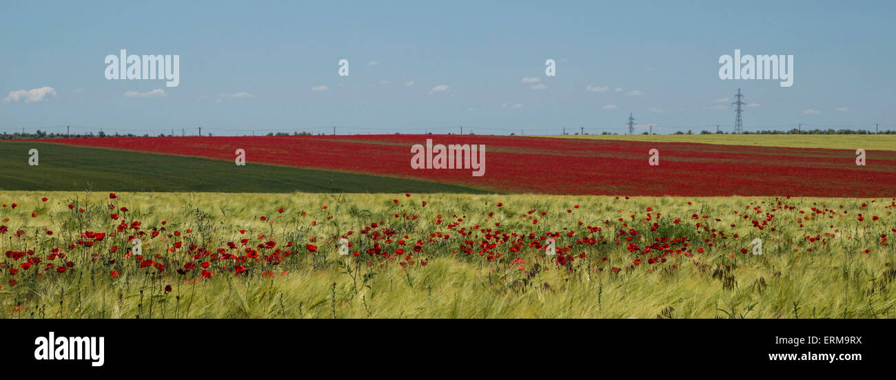 Red poppies field and green wheat field Stock Photo - Alamy
