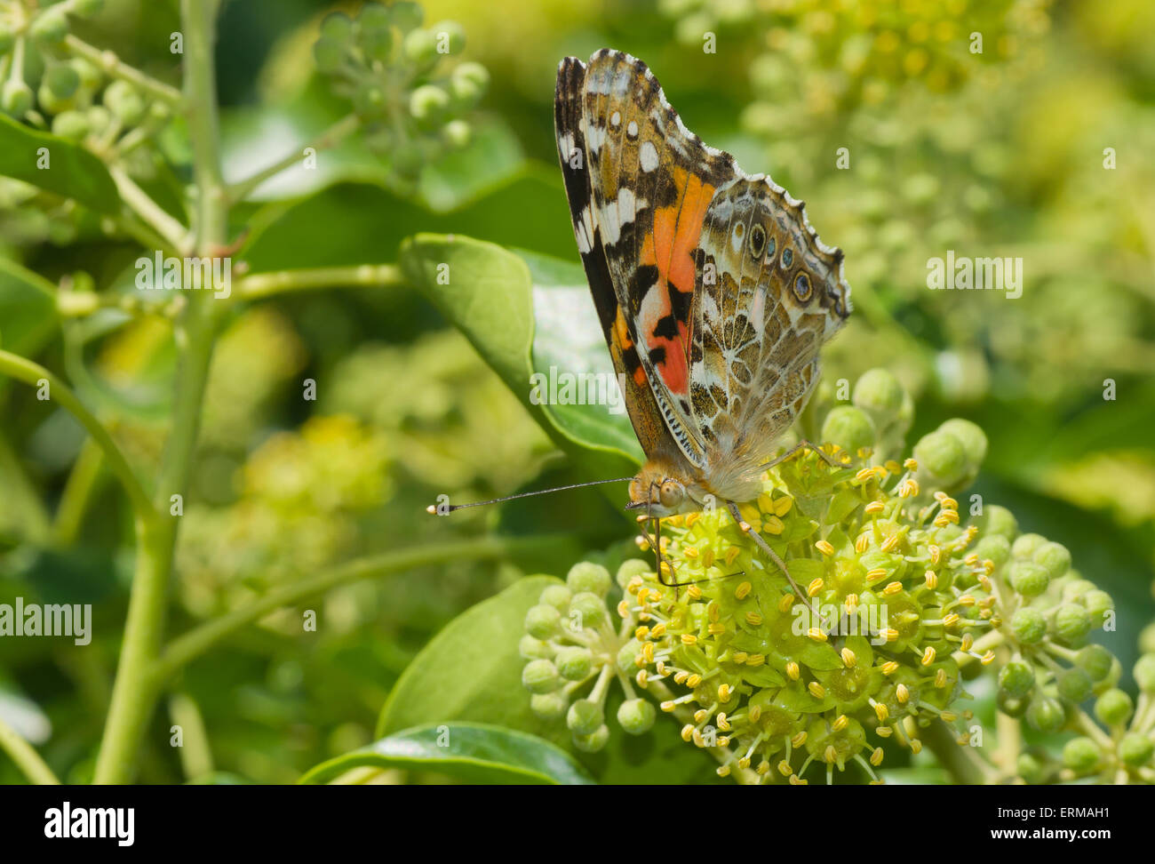 Butterfly sucking nectar from an autumnal flower. Stock Photo