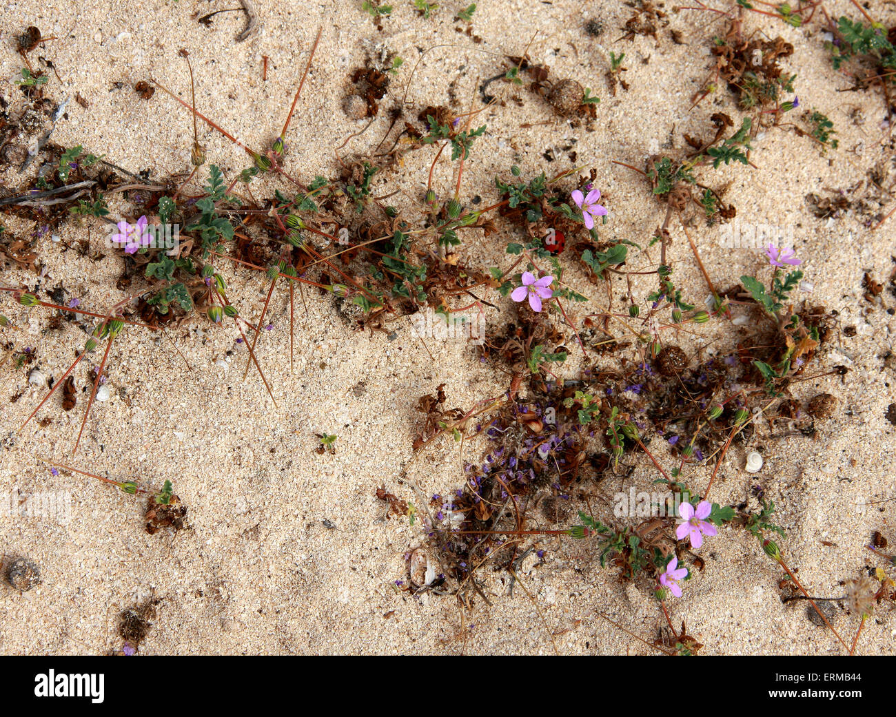 Crane's Bill, Erodium neuradifolium, Geraniaceae. A diminutive geranium, Corralejo National Park, Fuerteventura. Stock Photo