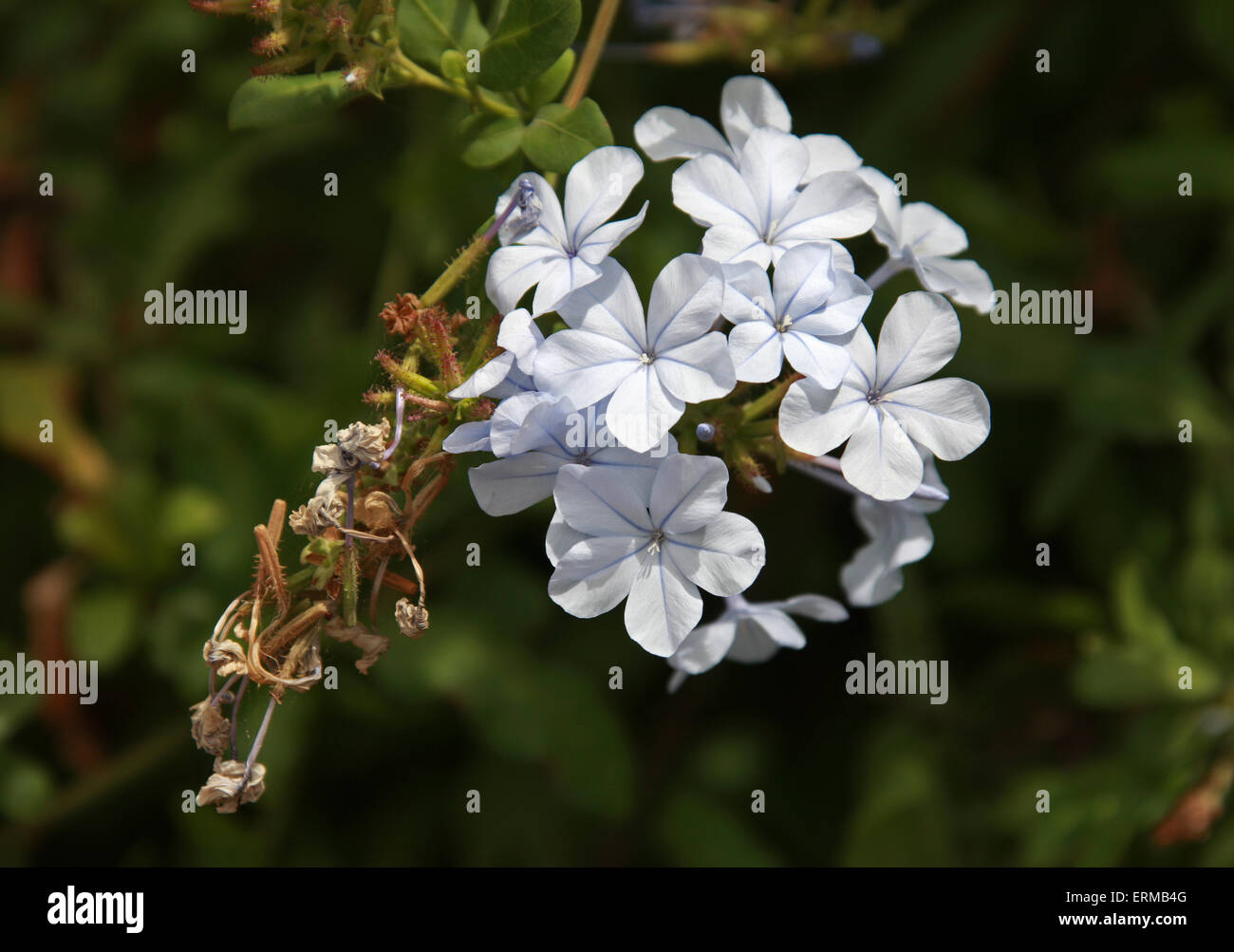 Blue Plumbago, Cape Leadwort, Cape Plumbago or Skyflower, Plumbago auriculata (Plumbago capensis), Plumbaginaceae. Stock Photo