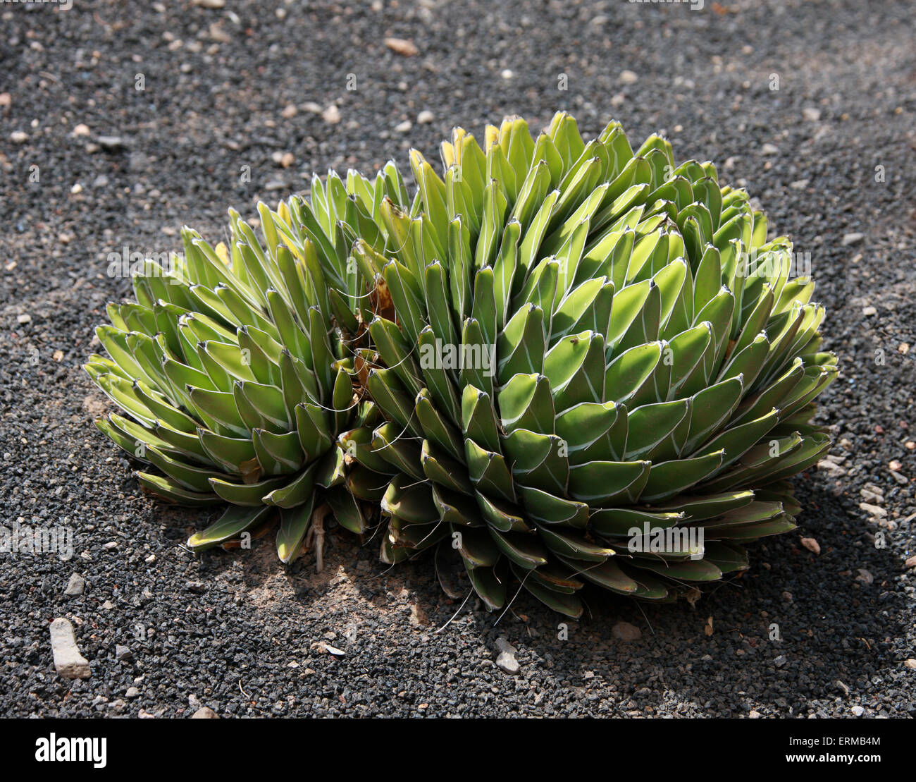 Queen Victoria's Agave, Agave victoriae-reginae, Agavaceae. Mexico. Stock Photo