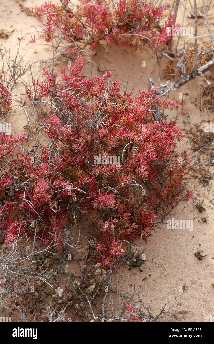 Shrubby Sea-blite or Alkali Seepweed, Suaeda vera, Amaranthaceae. Salt resistent plant, Corralejo NP, Fuerteventura, Canaries. Stock Photo