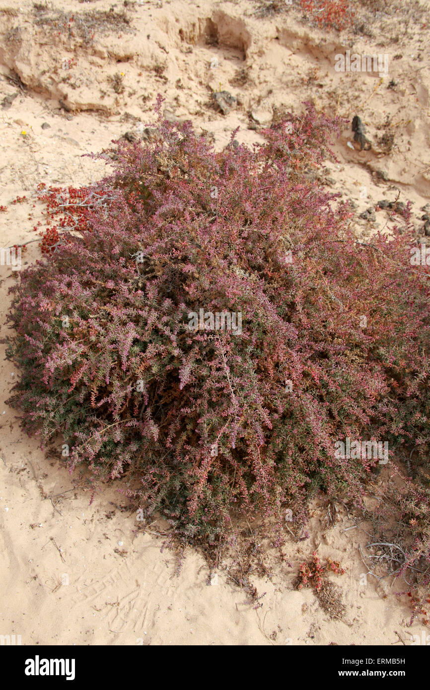 Shrubby Sea-blite or Alkali Seepweed, Suaeda vera, Amaranthaceae. Salt resistent plant, Corralejo NP, Fuerteventura, Canaries. Stock Photo