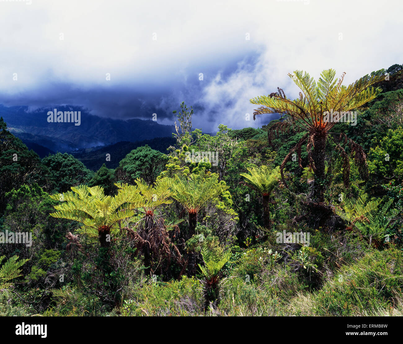 Giant ferns on Mt. Wilhelm, Papua New Guinea's highest mountain; Simbu Province, Papua New Giant ferns on Mt. Wilhelm, Papua New Guinea's highest mountain; Simbu Province, Papua New