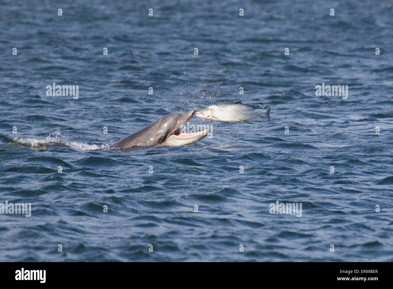 Bottlenose dolphin (Tursiops truncatus) eating a fish (salmon , Salmo salar), Moray Firth, Highlands, Scotland UK Stock Photo