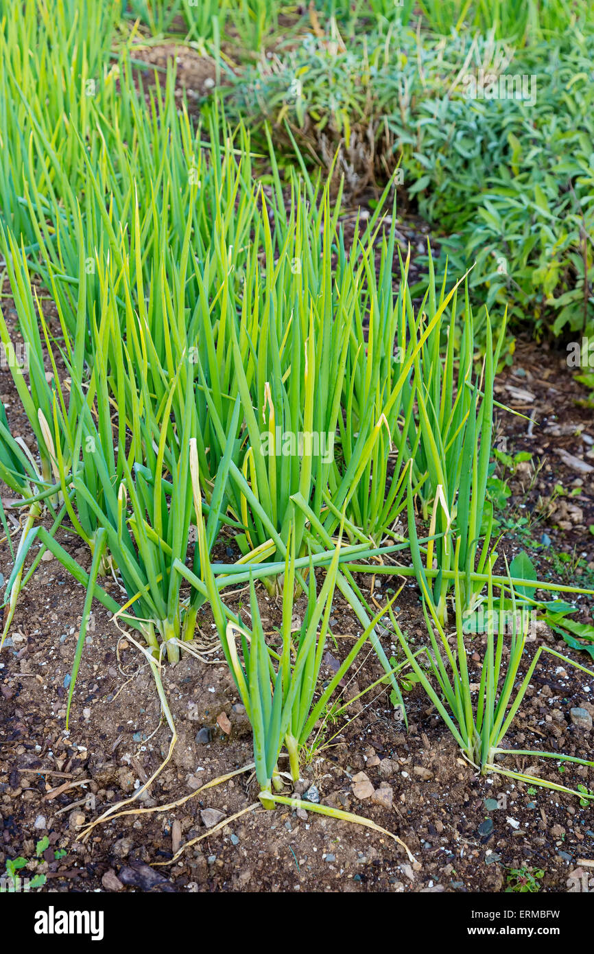 A wide row of onion plants in a mixed vegetable garden. Stock Photo