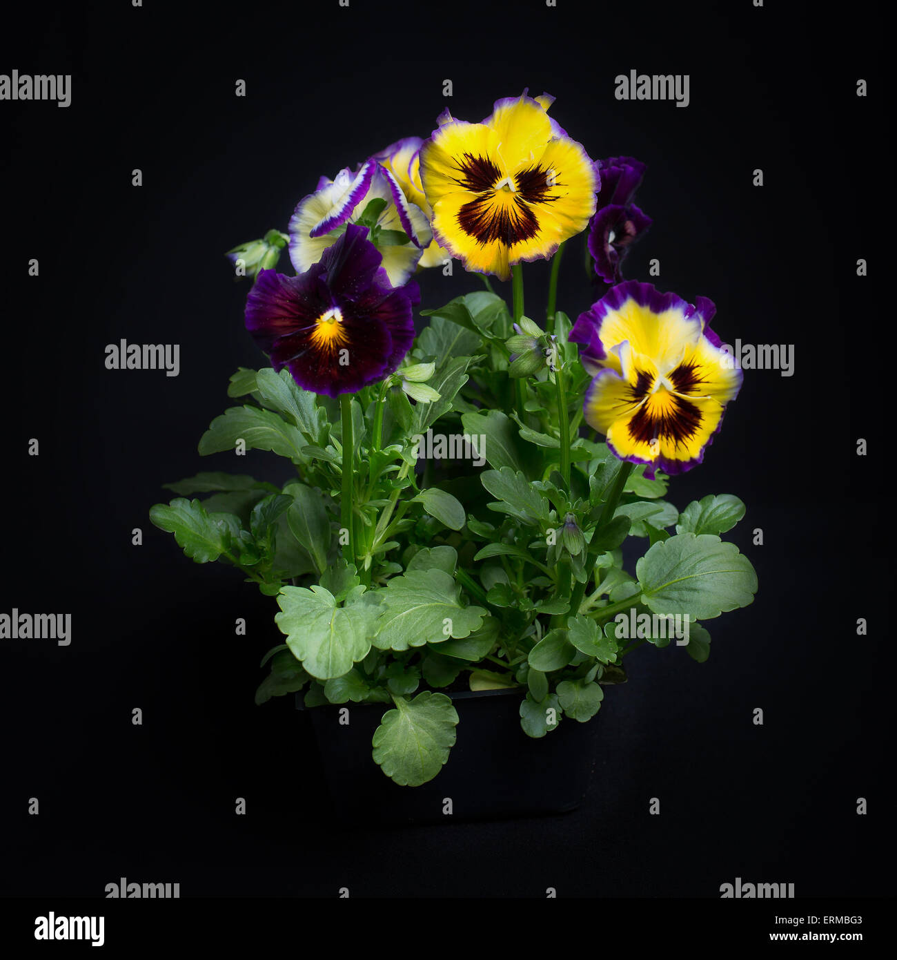 A small group of pansies grown in a black plastic pack and on a black background. Stock Photo