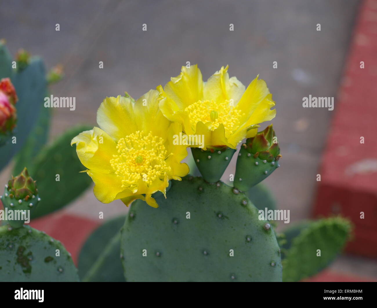 Downtown Historic Carrollton Stock Photo Alamy